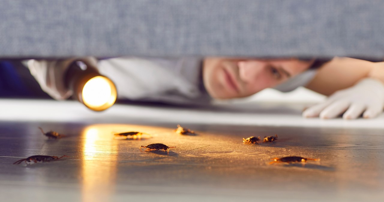 Owad z jajami w teczce. Wszyscy się nim brzydzą