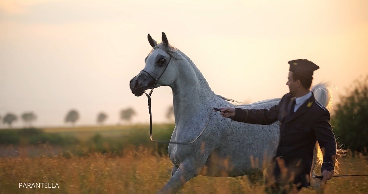 Pride of Poland 2025 – ujawniamy oficjalną listę koni