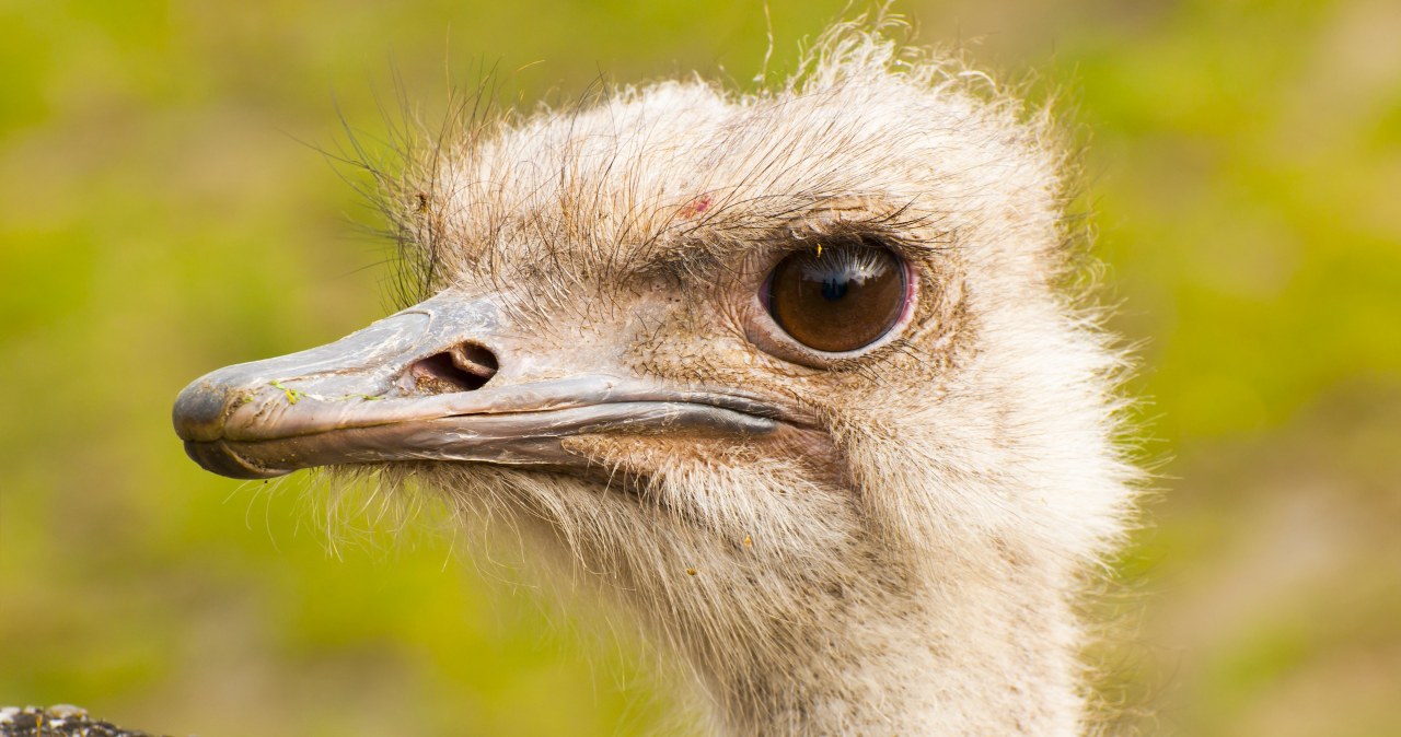 Surowy wyrok za znęcanie się nad strusiem Zenkiem. "Nie znam wyższej kary"