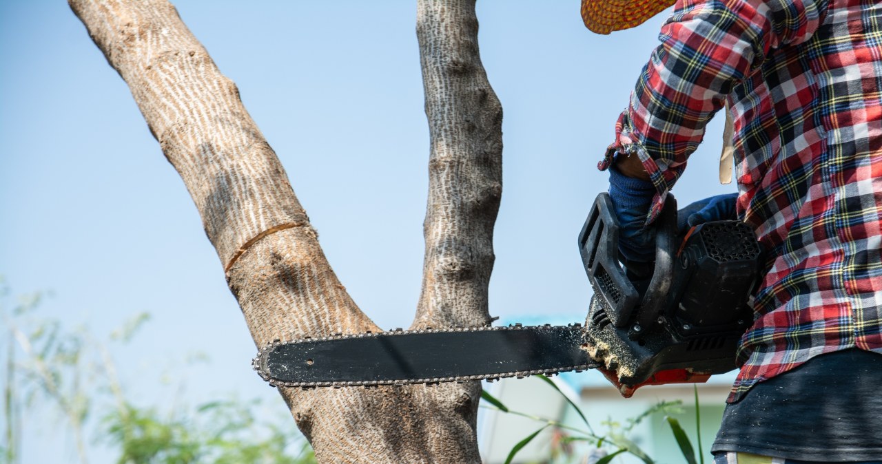 ​Nowe zasady wycinki drzew od marca. Sprawdź, kiedy potrzebujesz zezwolenia