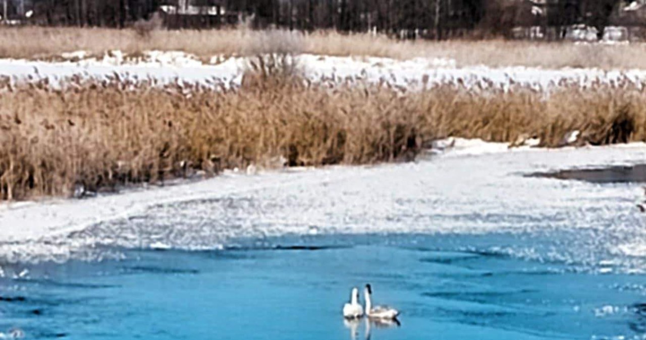 Dwa łabędzie ugrzęzły w lodzie. Służby przyszły z pomocą