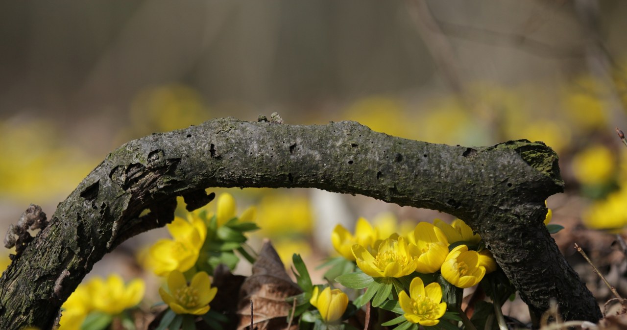 Pod Poznaniem zakwitły w końcu ranniki. Później niż zwykle