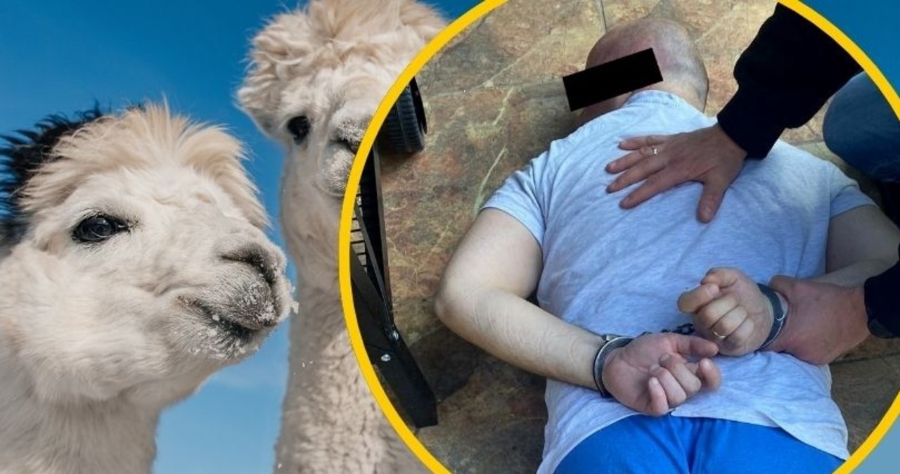 Rzeź alpak pod Inowrocławiem. Jest areszt dla podejrzanego