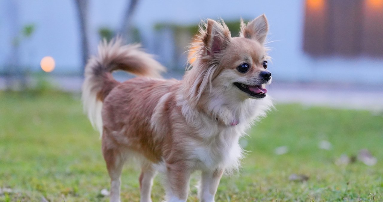 Chihuahua pomogła uratować swojego właściciela z lodowej pułapki
