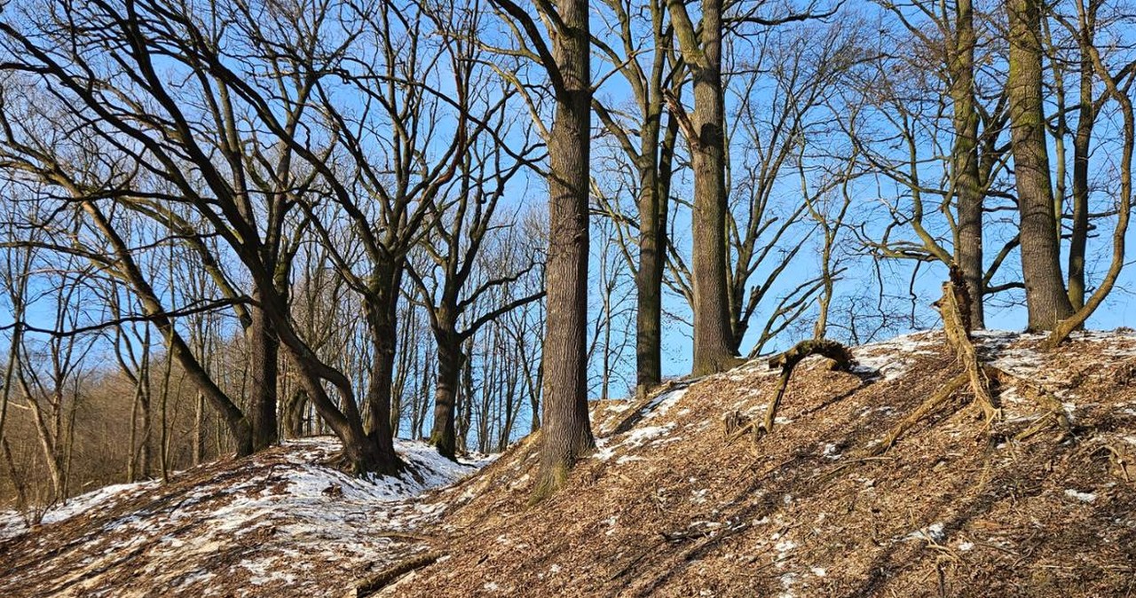 Sędziwe dęby zyskały nowe życie. Finał prac w rezerwacie "Lisia Góra"