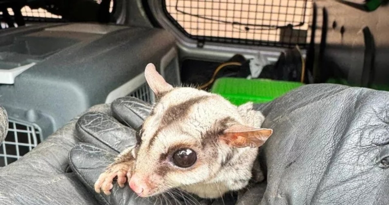 Egzotyczny ssak prosto z Australii znaleziony w Warszawie