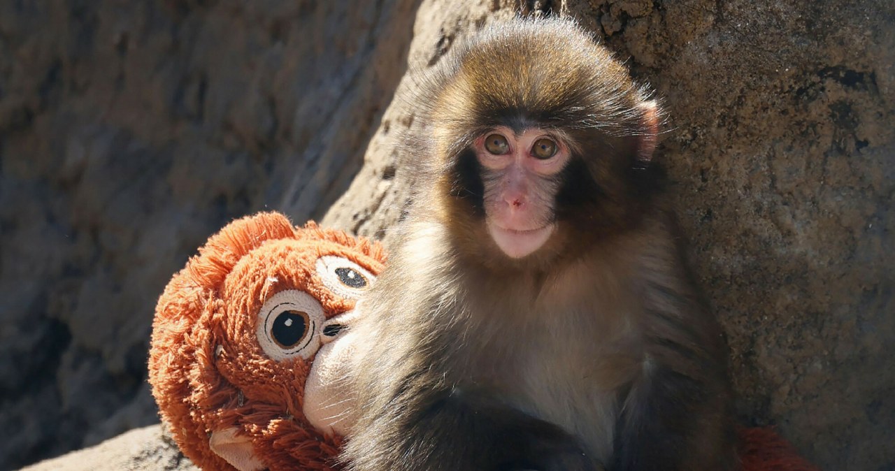 Wzruszająca historia z zoo. Pluszowa maskotka zastąpiła małej małpce matkę
