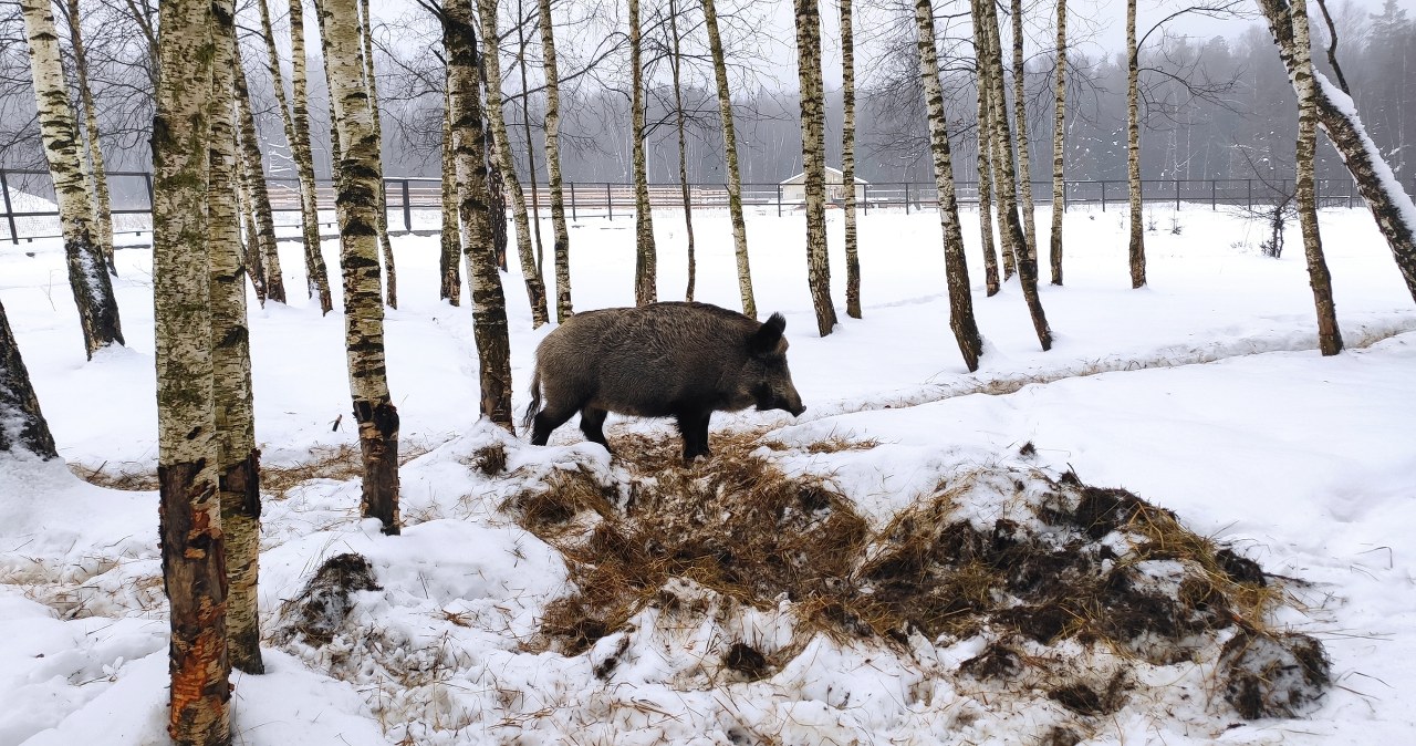 Kolejny martwy dzik z ASF. Tym razem nie w Łódzkiem
