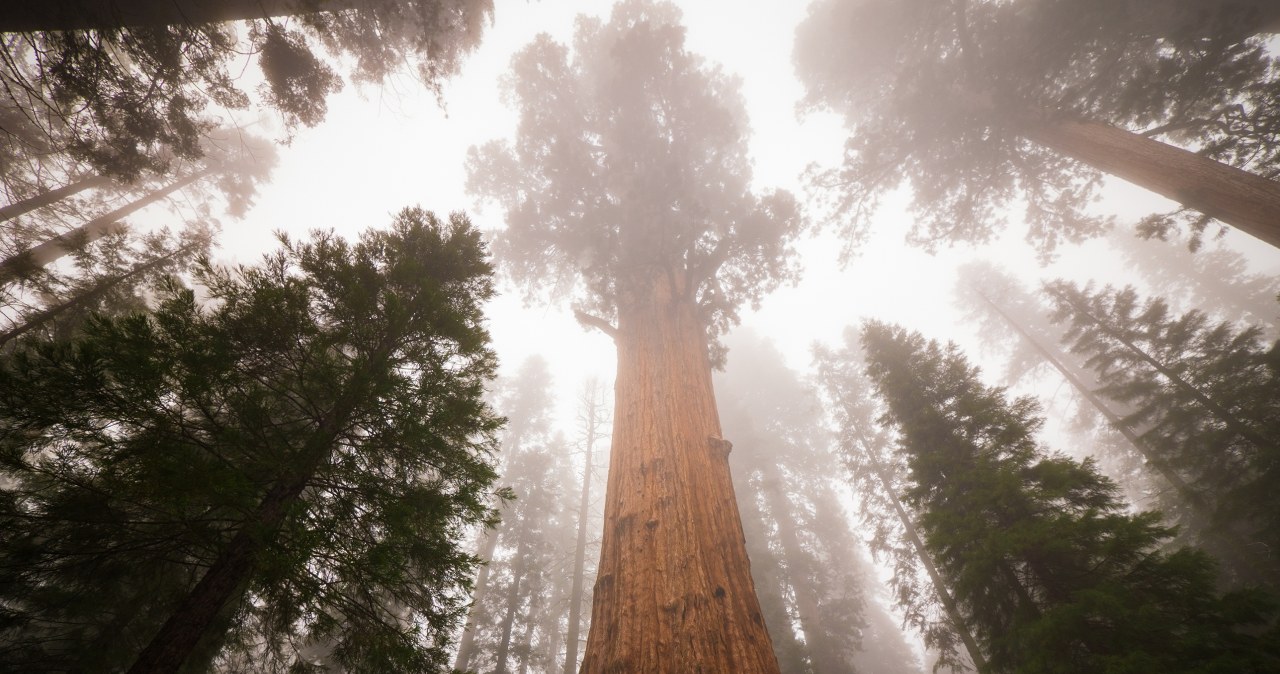 Gigant wśród drzew. Cięższy od siedmiu płetwali błękitnych