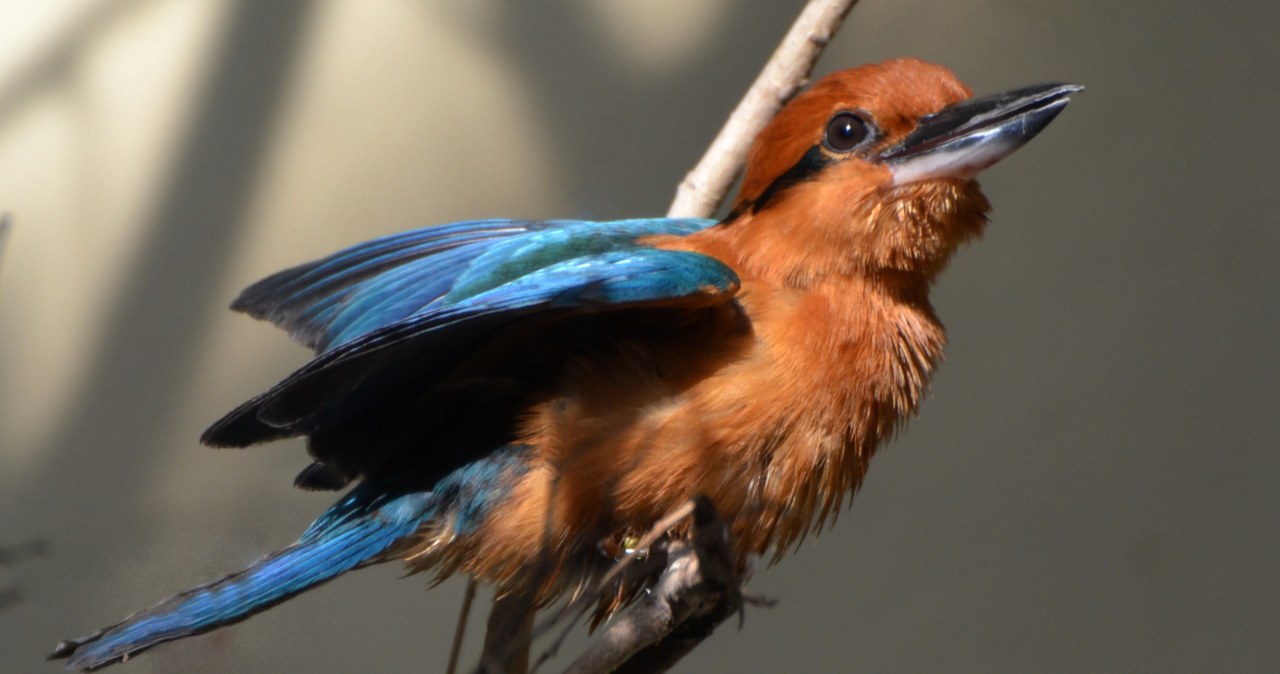 Ocalony gatunek. Wymarły na wolności ptak wraca na łono natury