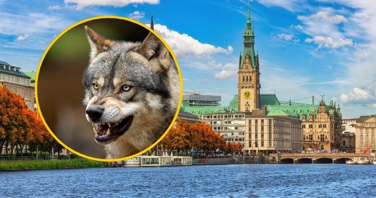 Szokujący atak wilka w centrum miasta. Ugryzł kobietę w twarz