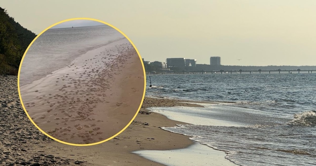 Szokujący widok na polskim wybrzeżu. Tysiące meduz na plaży