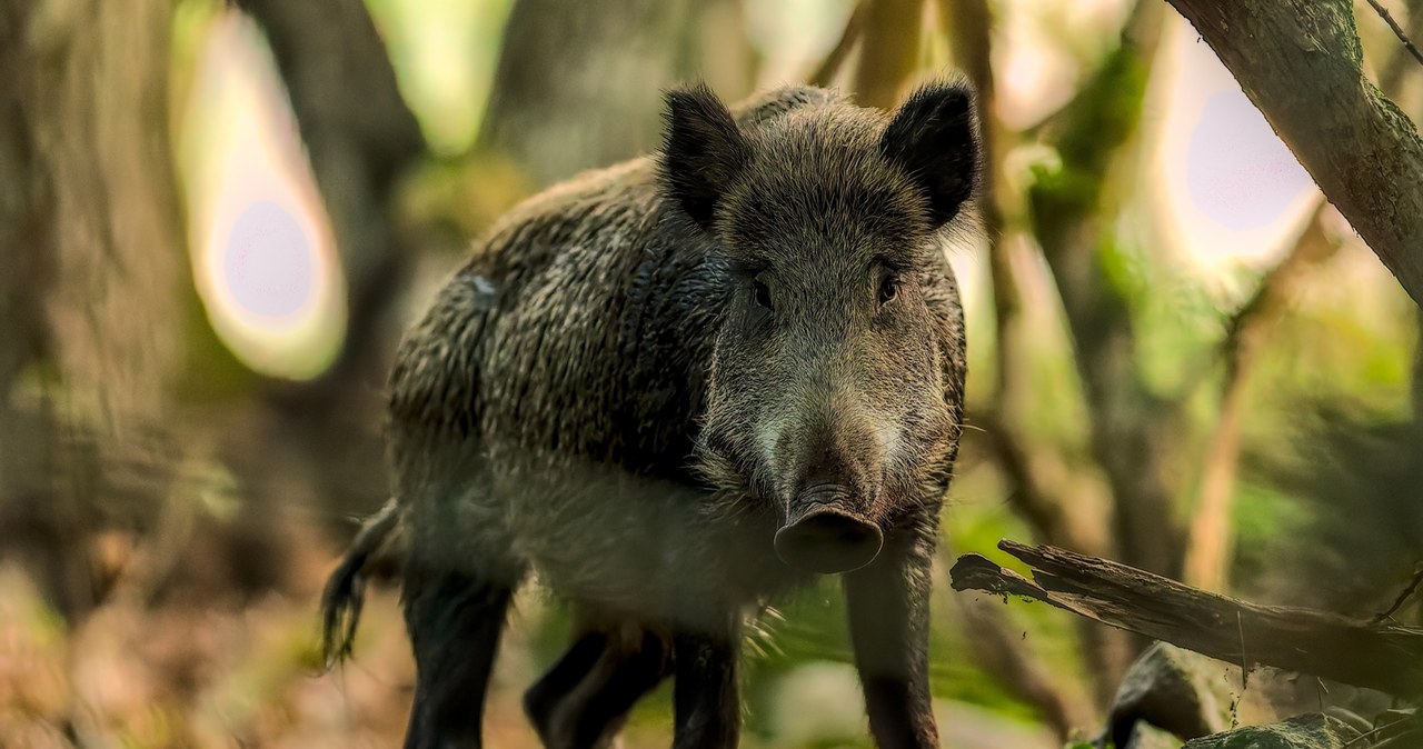 Odstrzał dzików w Warszawie. Lasy Miejskie podały dane