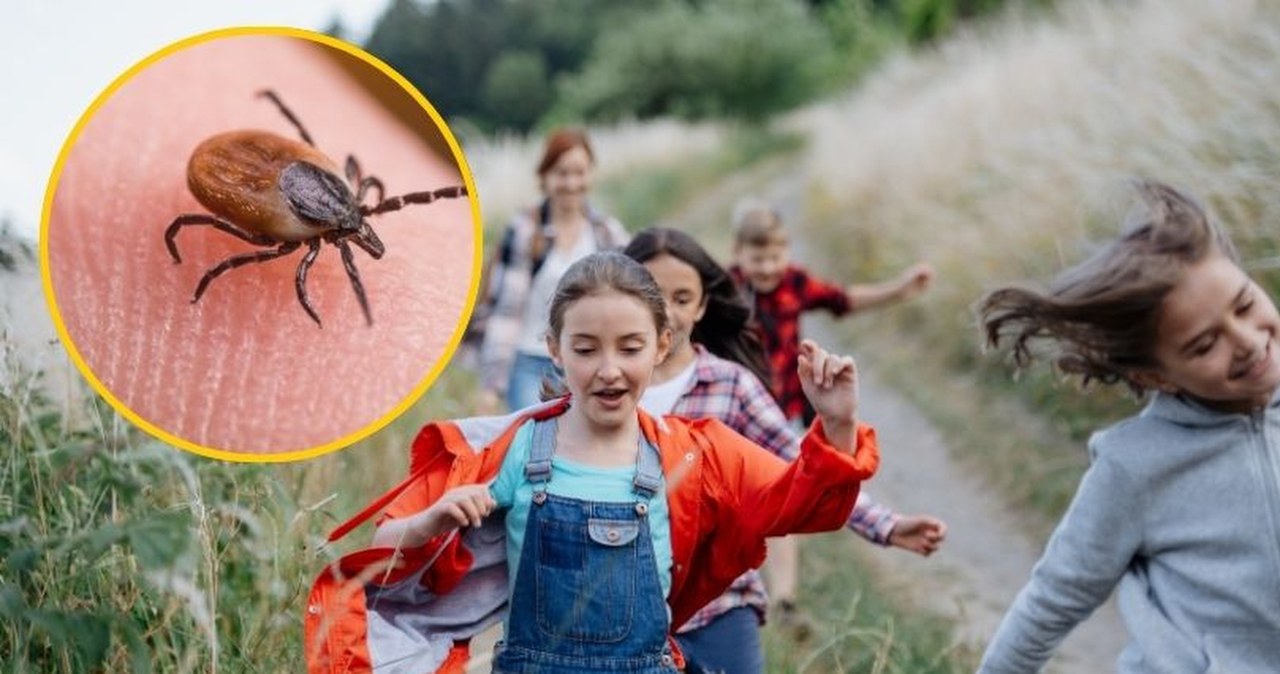 Już ruszają na żer. Kiedy i gdzie najbardziej uważać na kleszcze?