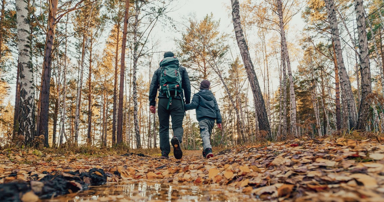 Apel wojewody ws. lasów. Chodzi o ASF