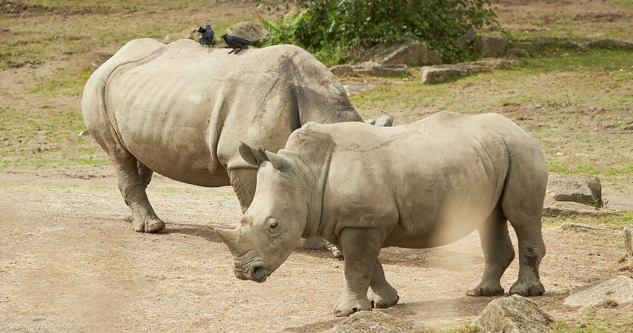 Dramat w zoo. Zebra nie przeżyła ataku nosorożca