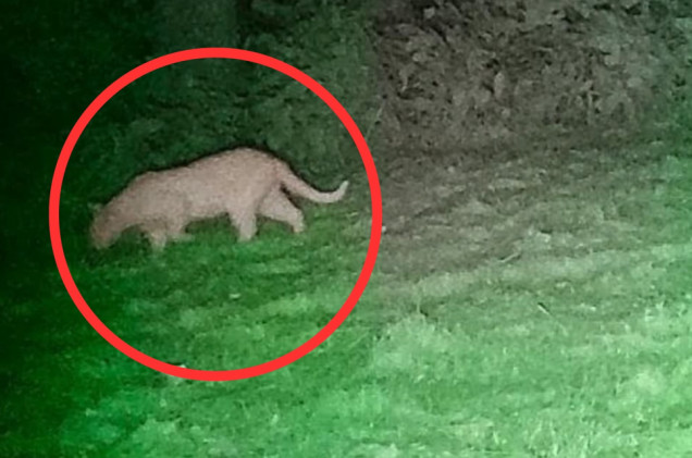 „To nie jest puma”. Ważny komunikat po analizie nagrań z Dolnego Śląska