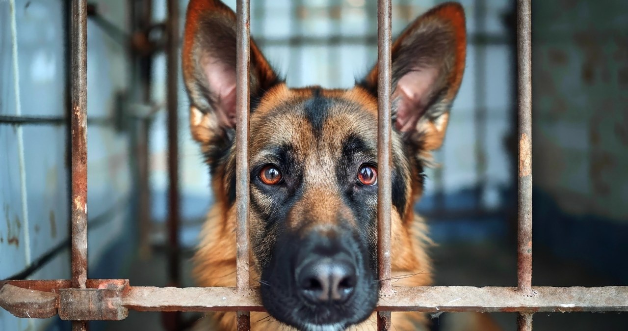 29 tys. podpisów, protest i rezygnacja kierownika. Burza wokół schroniska