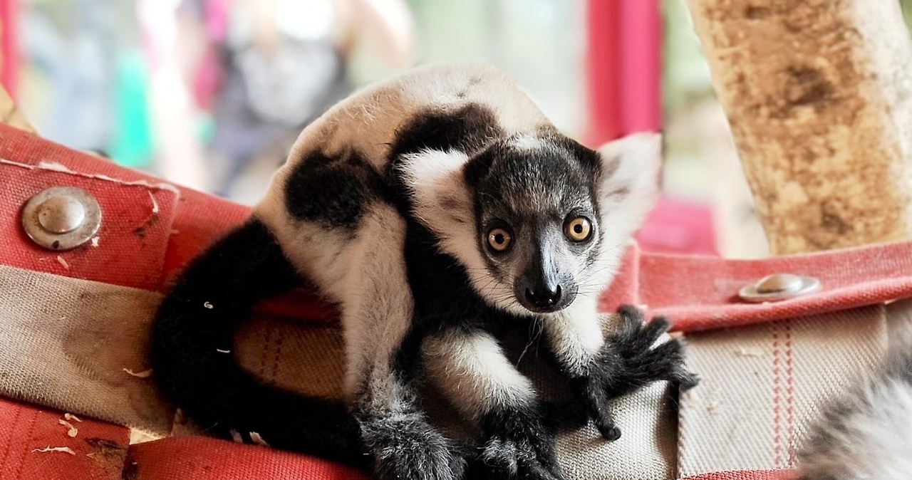Nadzieja dla zagrożonego gatunku. Maleńki lemur urodził się w chorzowskim zoo