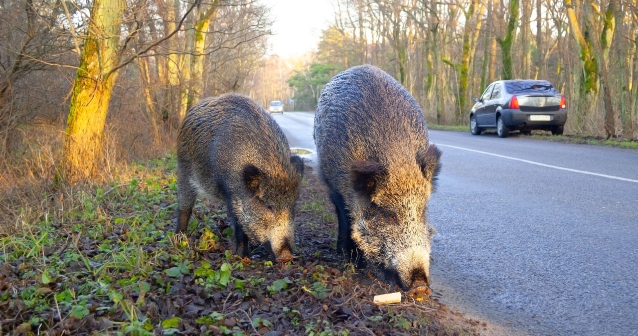 Zapach, który odstrasza. Świnoujście rozdaje preparaty na dziki