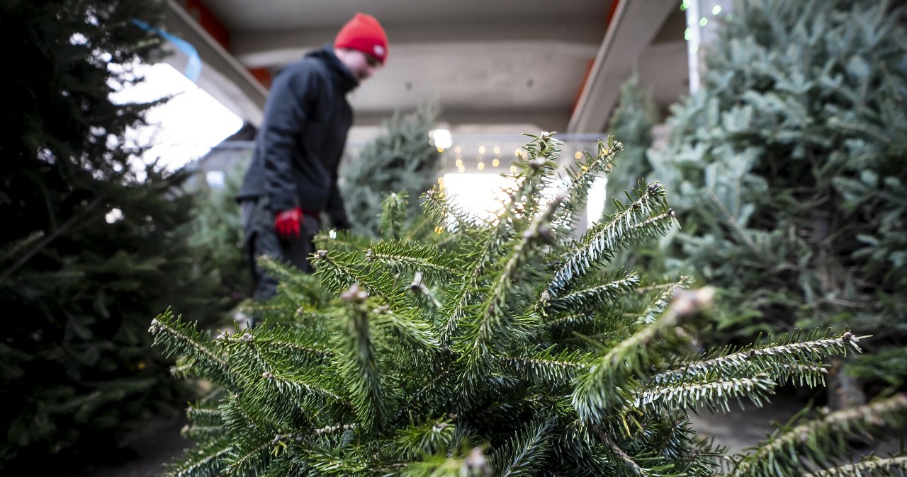 Ile zapłacimy za choinkę z nadleśnictwa? Cena może przyjemnie zaskoczyć