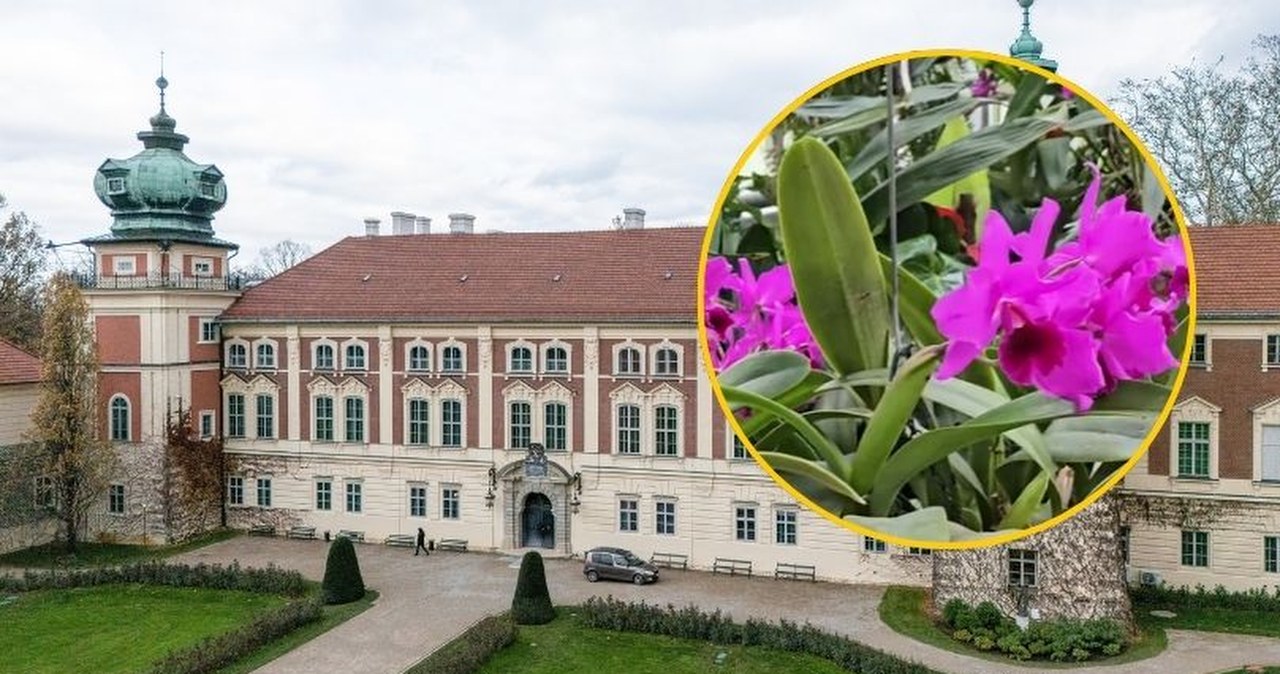 Ulubione orchidee Potockich zakwitły. Zobacz niezwykłe kwiaty w Łańcucie