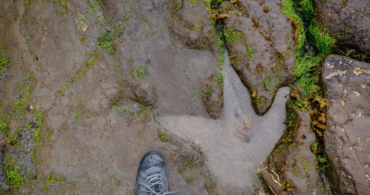 Odciski dinozaurów sprzed 167 milionów lat. Zaskakujące odkrycie na wyspie Skye