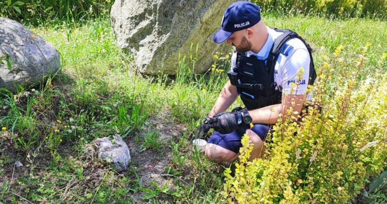 Ranny ptak w gęstych zaroślach. Zobacz, co zrobili mundurowi