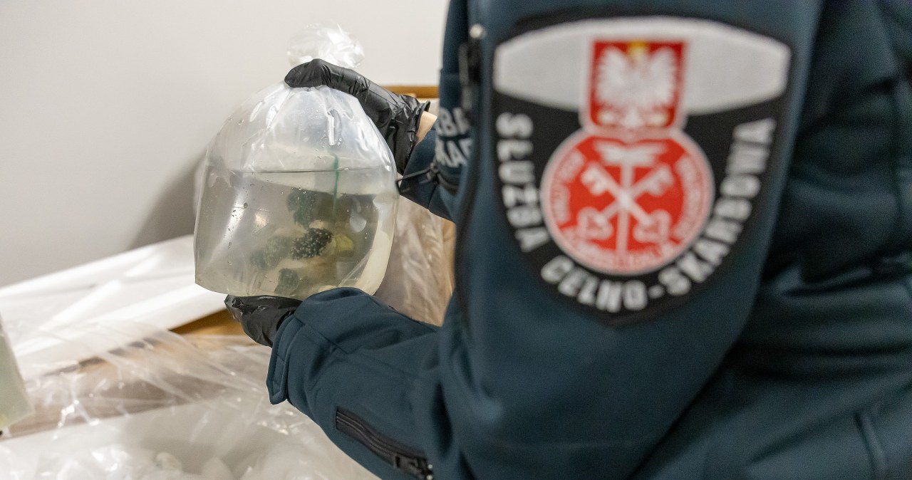 Przemyt gigantycznej rafy udaremniony. 1000 żywych koralowców uratowanych