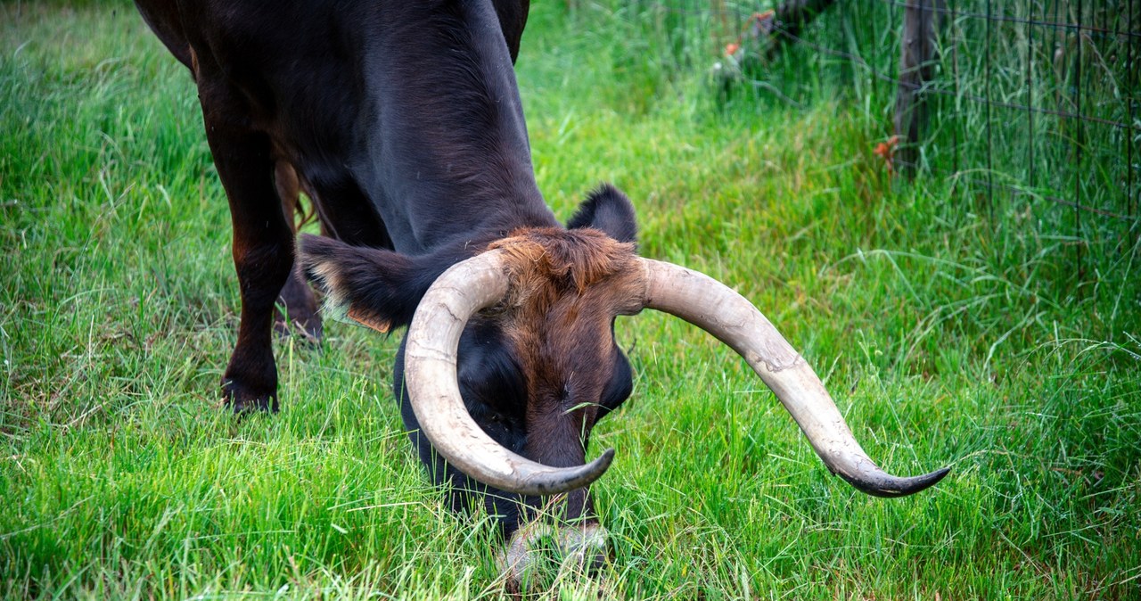 Krowa siała popłoch na ulicach. Wbiegała nawet do sklepów