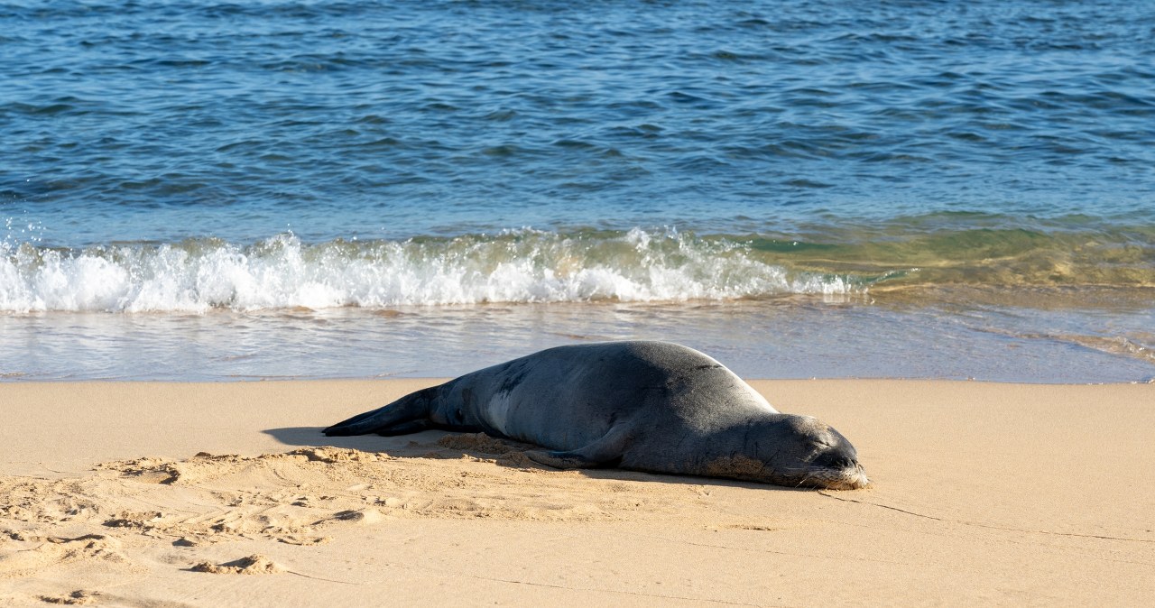 Ludzie wciąż przeszkadzają foce w odpoczynku. Wyznaczono nietypową nagrodę
