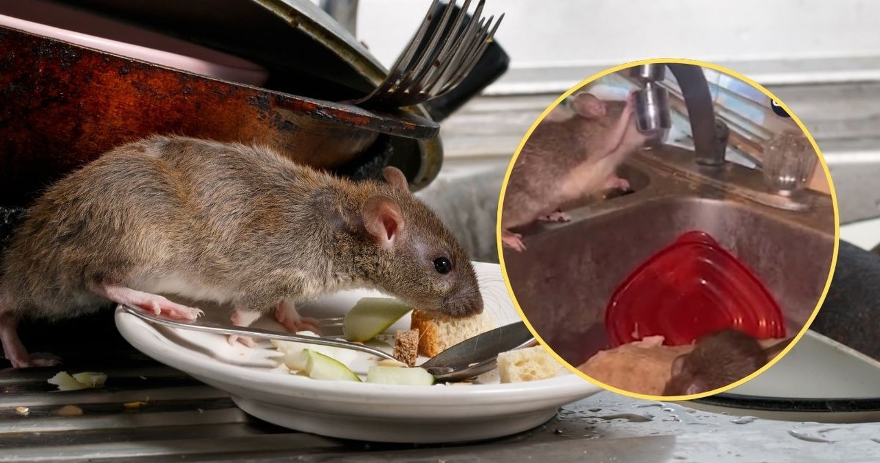 Tysiące szczurów opanowały dom. Miasto ogłasza alarm