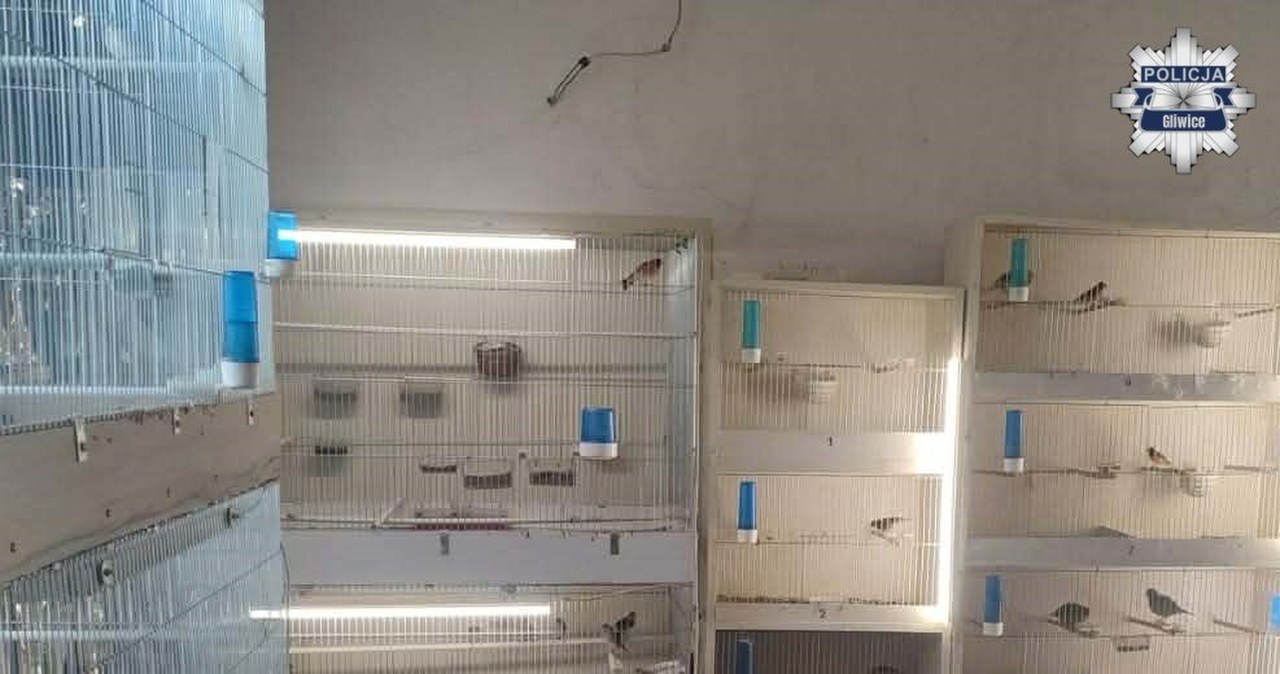 Egzotyczne ptaki i żywołapki w mieszkaniu. Policja zlikwidowała nielegalną hodowlę