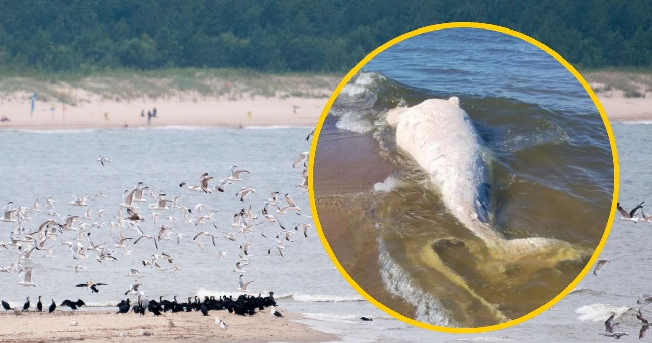 ​Martwy wieloryb na plaży w rezerwacie Mewia Łacha. Dylemat służb