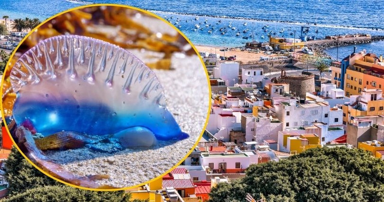 "Niebieskie baloniki" na rajskich plażach Teneryfy. Wydano ostrzeżenie dla turystów