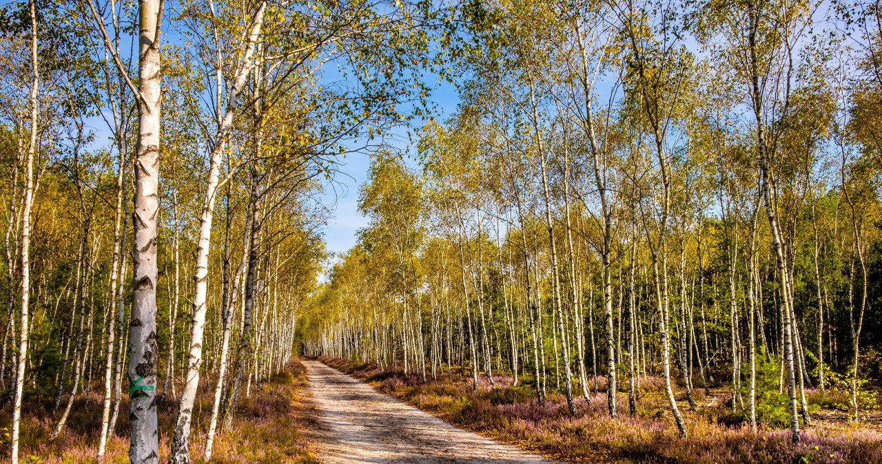 Mazowiecki Park Krajobrazowy uratowany. Kontrowersyjna inwestycja ograniczona