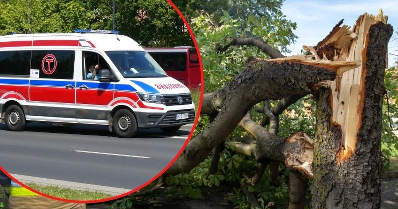 Drzewo przygniotło przechodniów w Kołobrzegu. Dwie osoby w szpitalu