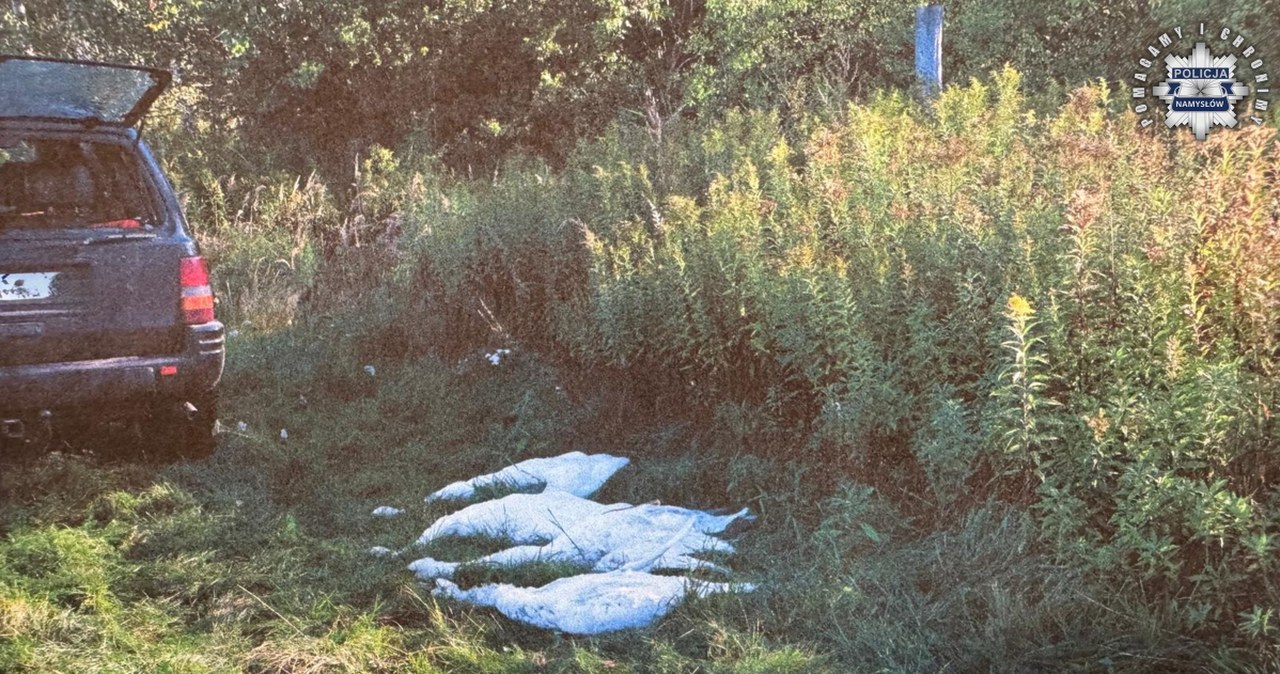 Skandal podczas polowania. Myśliwi zastrzelili cztery łabędzie objęte ochroną