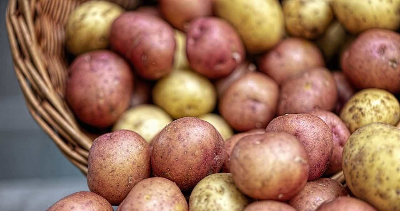 Kolorowe ziemniaki z Siedlec: Polska odpowiedź na światowy trend "superfoods"