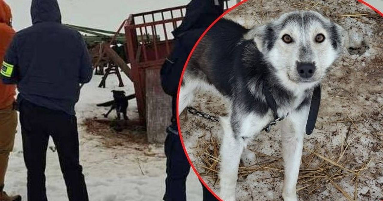 Skrajnie zaniedbane i wygłodzone. 16 psów uratowanych z koszmarnych warunków