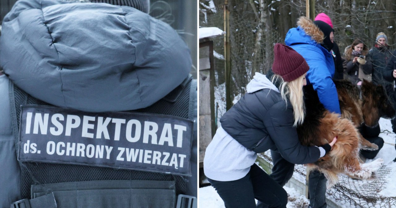 Schronisko w Sobolewie opustoszało. Co się stało z 146 psami?