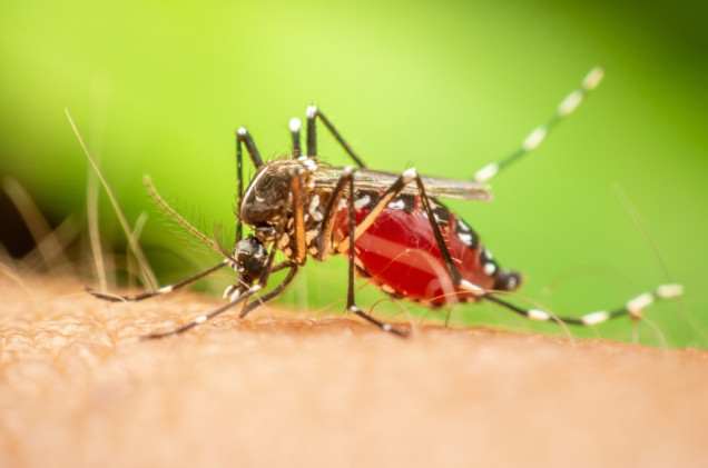 Najgorsza epidemia dengi od dekady. „Pacjentów jest bardzo dużo”