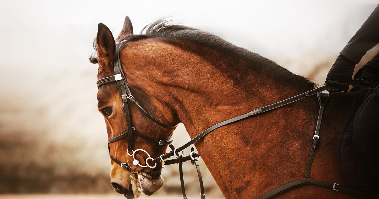 Śmierć konia na ulicy. Zwierzę ciągnęło dorożkę