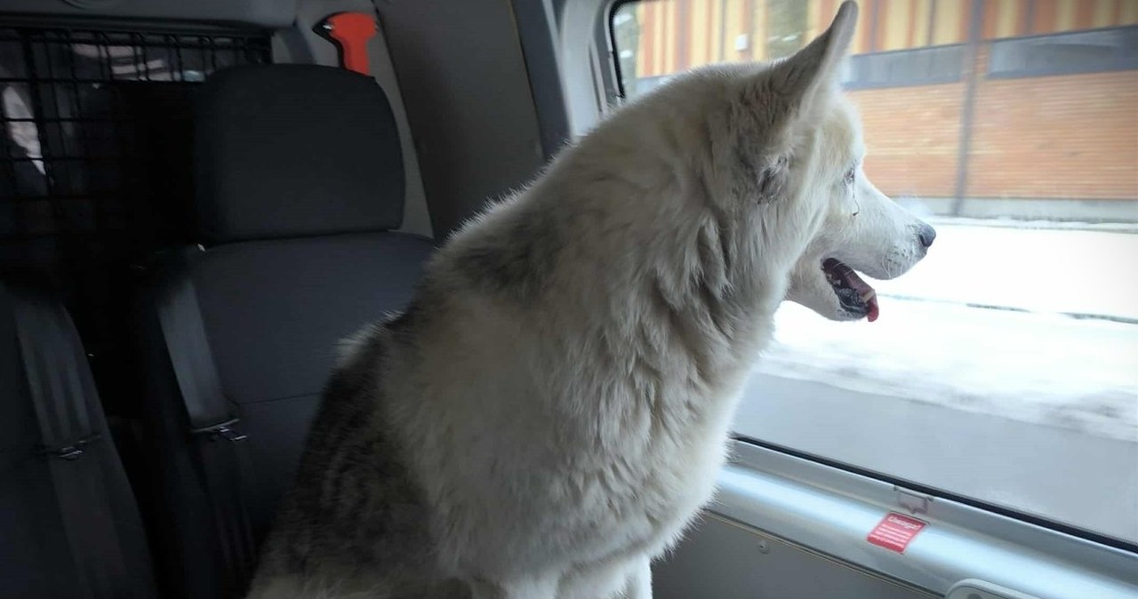 Pies pasażerem na gapę. Wysiadł z pociągu w Ciechanowie