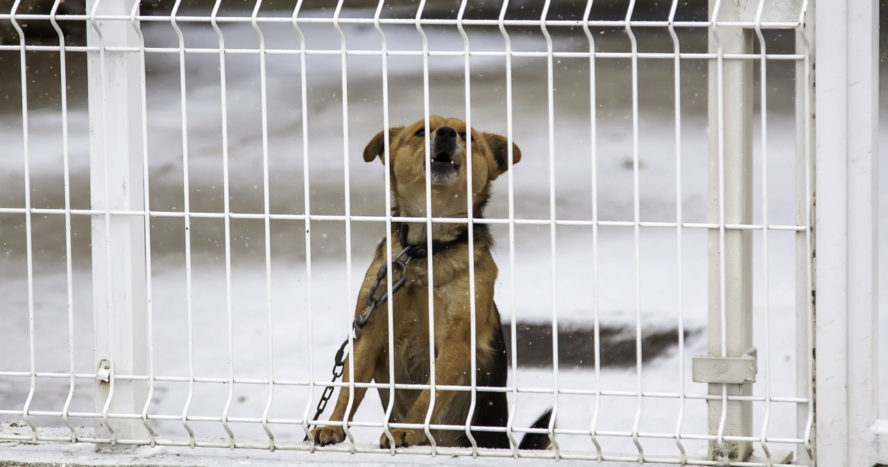 Zostawiony na mrozie, przywiązany do drzewa. Pozytywny finał interwencji w Jastrzębiu-Zdroju