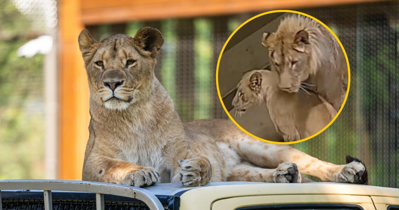 Miłość przez kratę. Wrocławskie lwy w końcu razem