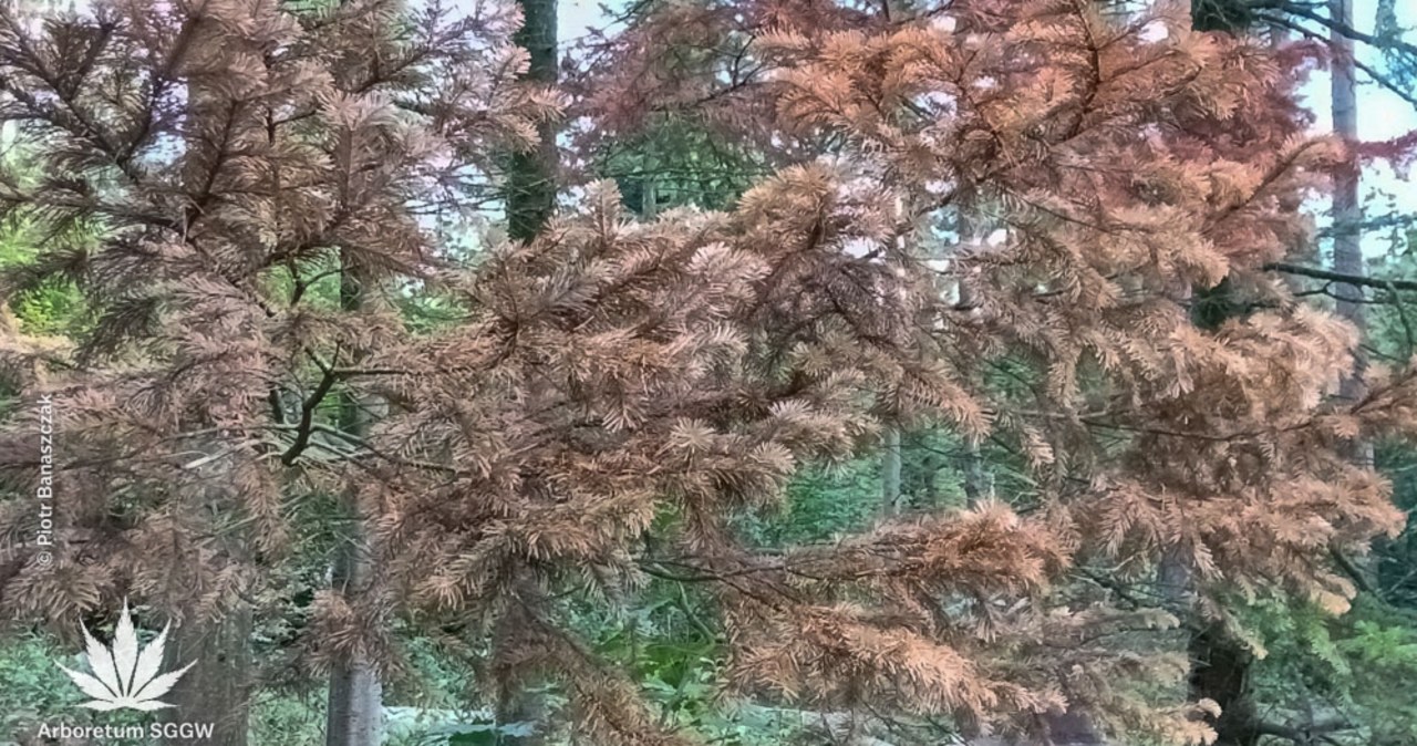 ​Drzewa umierają stojąc. Tutaj najlepiej widać skutki suszy w Polsce