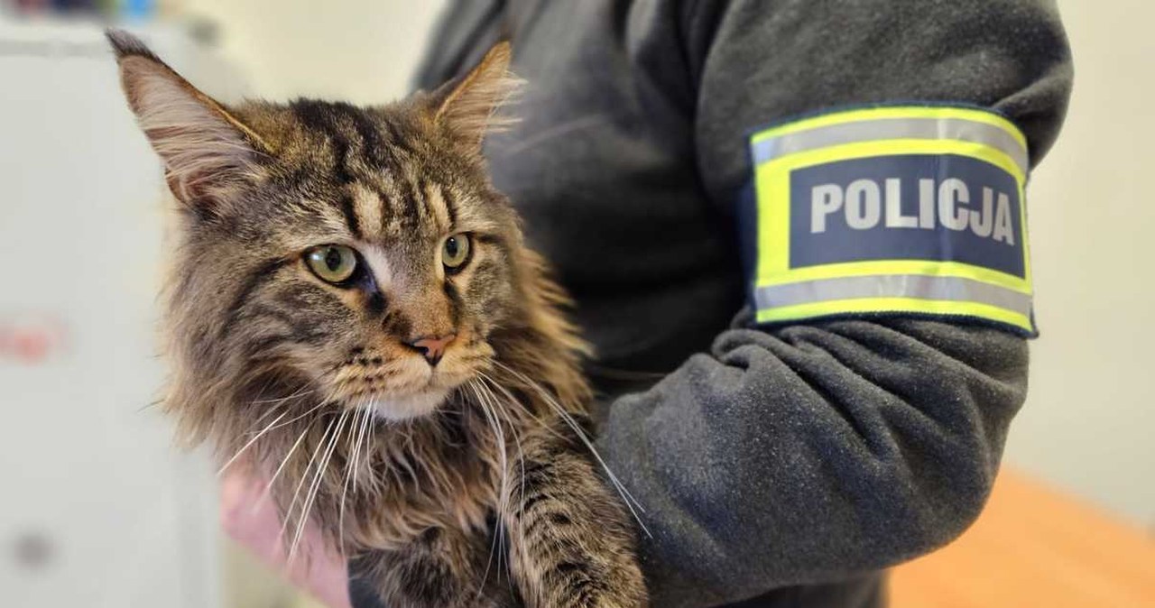 Cenny kot zniknął sprzed domu. Złodziejowi grozi surowa kara