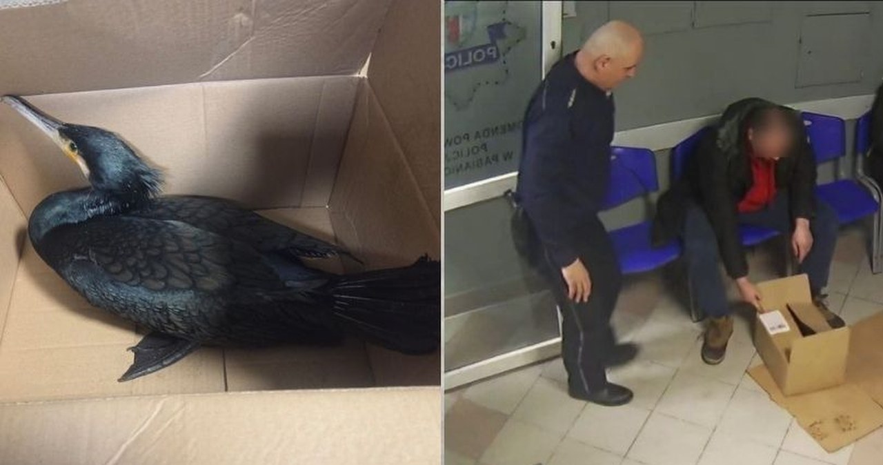 Czarny kormoran w komendzie policji. Rannego ptaka przyniósł mężczyzna