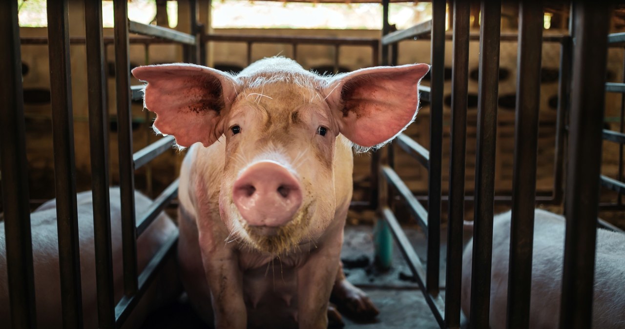 Nowe ognisko ASF na wschodzie Polski. Zwierzęta z gorączką i brakiem apetytu